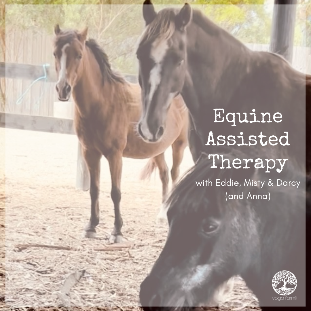 Equine Assisted Therapy with Eddie, Misty & Darcy (1)